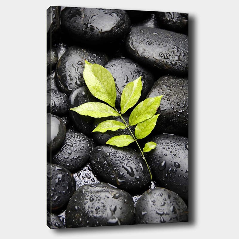 Lærred 70x100 cm - Grøn kvist vokser ud af en samling af sorte sten, Sort / Grøn