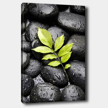 Lærred 70x100 cm - Grøn kvist vokser ud af en samling af sorte sten - Sort / Grøn - Boligtilbehør - Billeder & kunst - Billeder på lærred