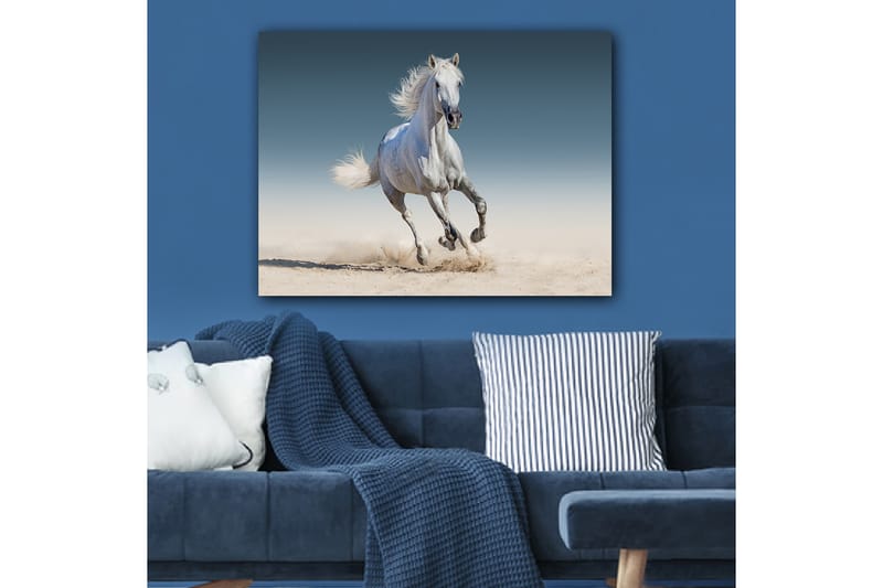 Lærred 70x100 cm - Hvid hest galoperer gennem et sandet miljø, Hvid / Beige / Lyseblå