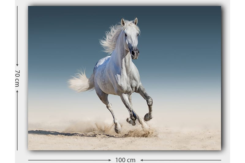 Lærred 70x100 cm - Hvid hest galoperer gennem et sandet miljø - Hvid / Beige / Lyseblå - Boligtilbehør - Billeder & kunst - Billeder på lærred