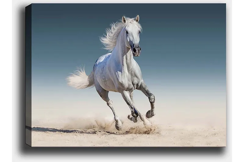 Lærred 70x100 cm - Hvid hest galoperer gennem et sandet miljø - Hvid / Beige / Lyseblå - Boligtilbehør - Billeder & kunst - Billeder på lærred