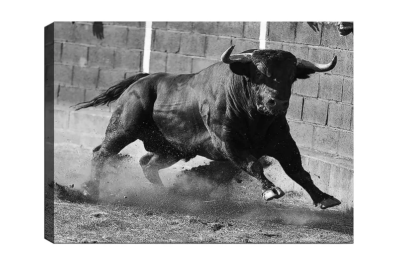 Lærred 70x100 cm - Kraftfuld tyr i bevægelse, fanget i et øjeblik af intensitet og styrke, Sort / Grå