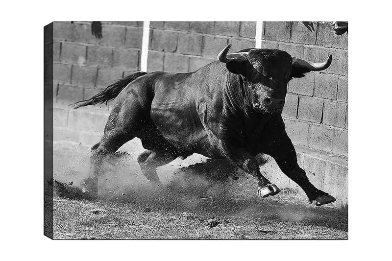 Lærred 70x100 cm - Kraftfuld tyr i bevægelse, fanget i et øjeblik af intensitet og styrke, Sort / Grå