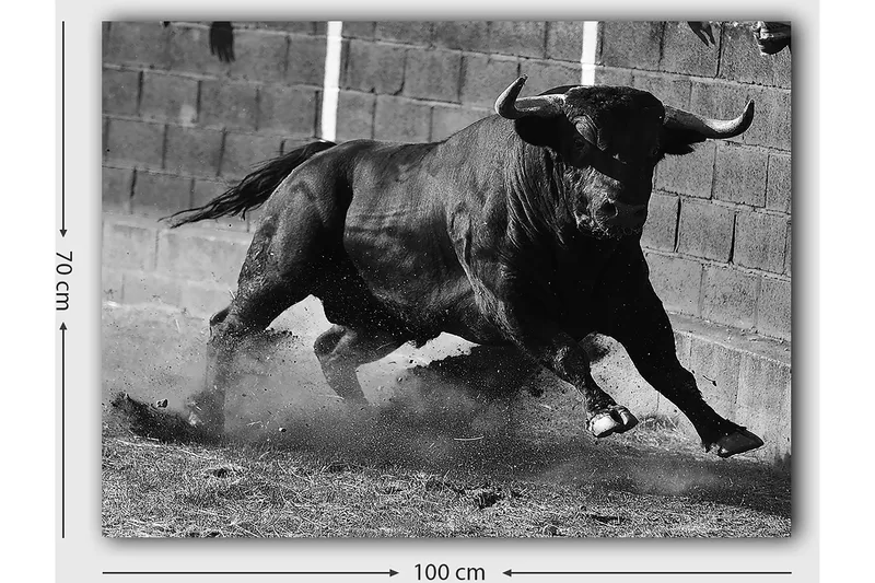 Lærred 70x100 cm - Kraftfuld tyr i bevægelse, fanget i et øjeblik af intensitet og styrke - Sort / Grå - Boligtilbehør - Billeder & kunst - Billeder på lærred