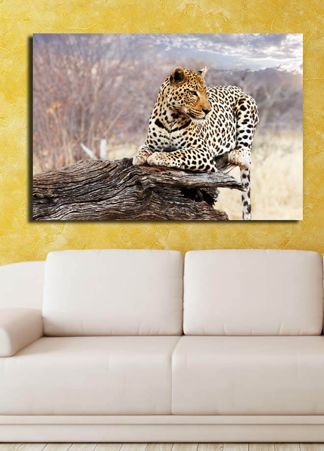 Lærred 70x100 cm - Leopard hviler på en træstamme i et naturligt miljø - Guld / Sort / Brun - Boligtilbehør - Billeder & kunst - Billeder på lærred