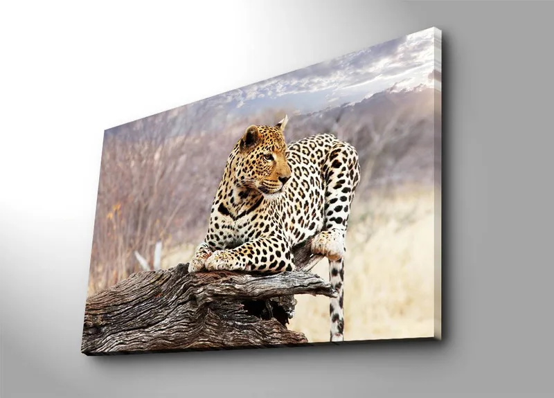 Lærred 70x100 cm - Leopard hviler på en træstamme i et naturligt miljø - Guld / Sort / Brun - Boligtilbehør - Billeder & kunst - Billeder på lærred