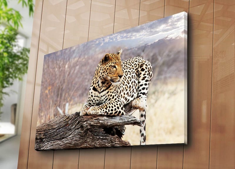 Lærred 70x100 cm - Leopard hviler på en træstamme i et naturligt miljø - Guld / Sort / Brun - Boligtilbehør - Billeder & kunst - Billeder på lærred