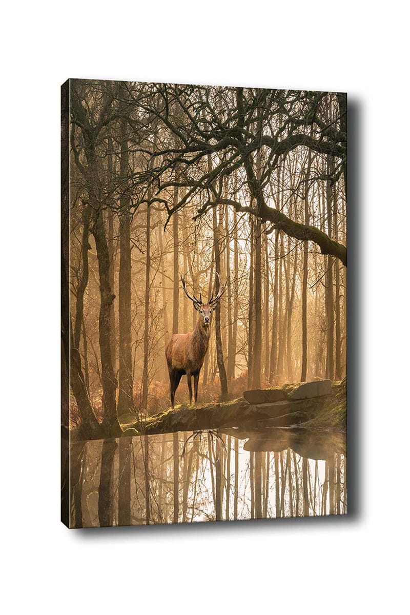 Lærred 70x100 cm - Majestætisk elg står ved en spejlblank sø omgivet af tågede skove, Brun / Guld / Grøn