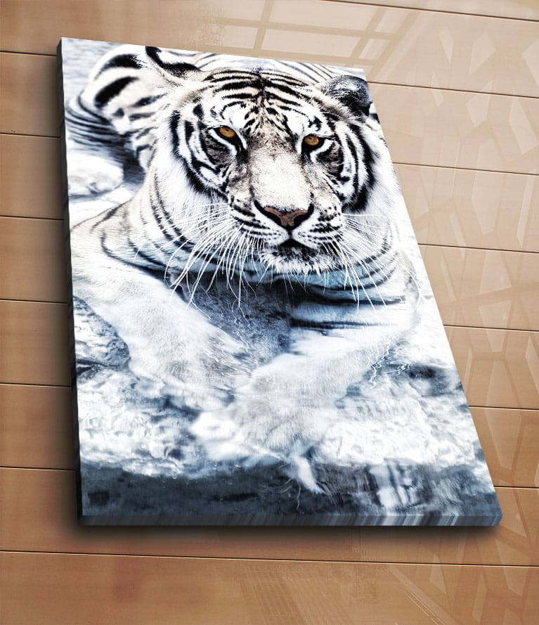 Lærred 70x100 cm - Majestætisk hvid tiger liggende i vandet - Hvid / Sort / Grå - Boligtilbehør - Billeder & kunst - Billeder på lærred