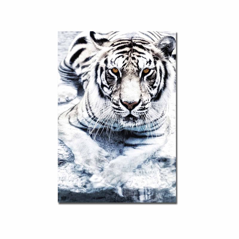Lærred 70x100 cm - Majestætisk hvid tiger liggende i vandet - Hvid / Sort / Grå - Boligtilbehør - Billeder & kunst - Billeder på lærred