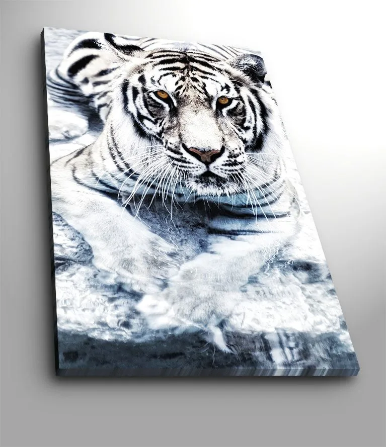 Lærred 70x100 cm - Majestætisk hvid tiger liggende i vandet, Hvid / Sort / Grå