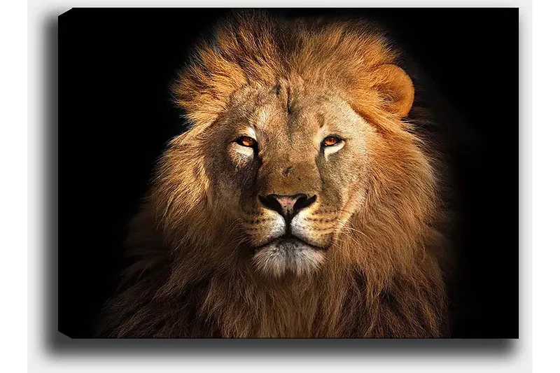 Lærred 70x100 cm - Majestætisk løvehoved med intenst blik - Guld / Brun / Sort - Boligtilbehør - Billeder & kunst - Billeder på lærred