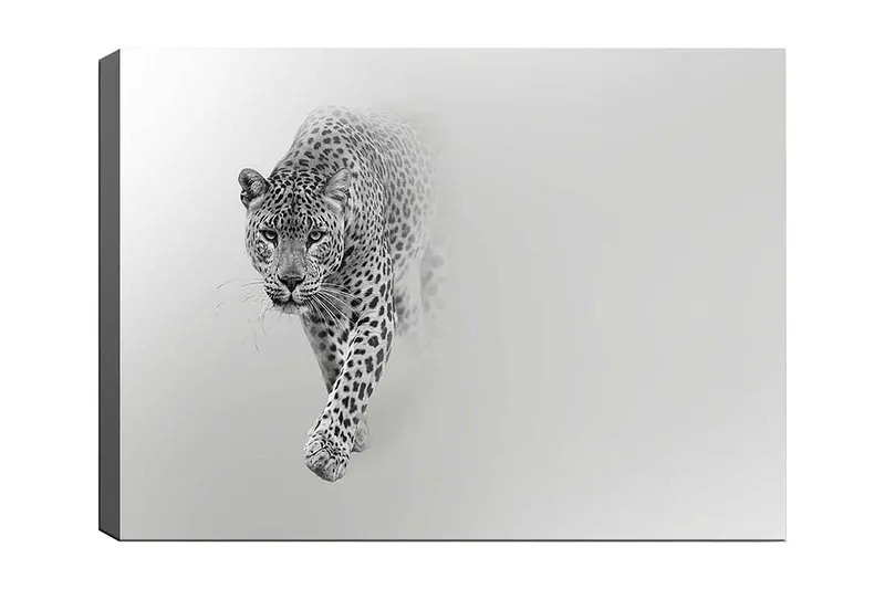 Lærred 70x100 cm - Majestætisk leopard på vej fremad i en stilfuld og minimalistisk komposition, Sort / Grå