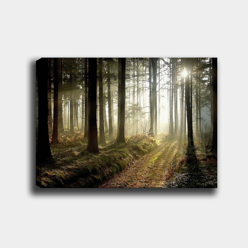 Lærred 70x100 cm - Mystisk skov med solstråler, der bryder gennem træerne, Mørkegrøn / Lysegrøn / Brun