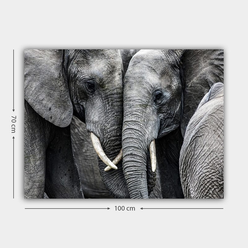 Lærred 70x100 cm - Nærbillede af elefanter, der viser deres ansigter og græsser i en intim forsamling - Grå / Hvid - Boligtilbehør - Billeder & kunst - Billeder på lærred