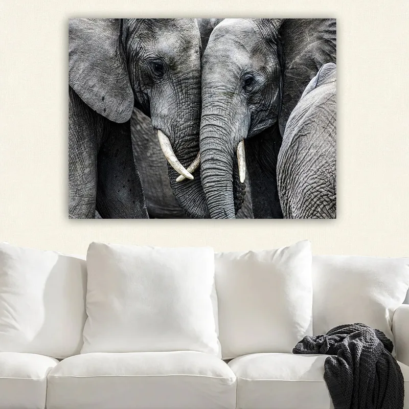 Lærred 70x100 cm - Nærbillede af elefanter, der viser deres ansigter og græsser i en intim forsamling - Grå / Hvid - Boligtilbehør - Billeder & kunst - Billeder på lærred