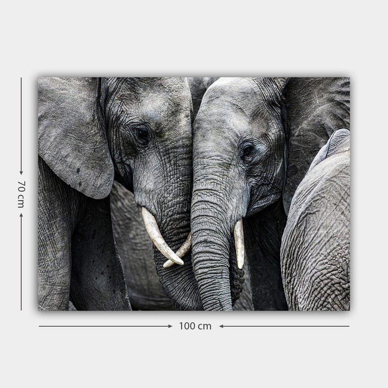 Lærred 70x100 cm - Nærbillede af elefanter, der viser deres ansigter og græsser i en intim forsamling - Grå / Hvid - Boligtilbehør - Billeder & kunst - Billeder på lærred