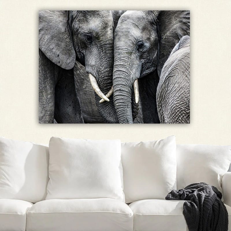 Lærred 70x100 cm - Nærbillede af elefanter, der viser deres ansigter og græsser i en intim forsamling - Grå / Hvid - Boligtilbehør - Billeder & kunst - Billeder på lærred