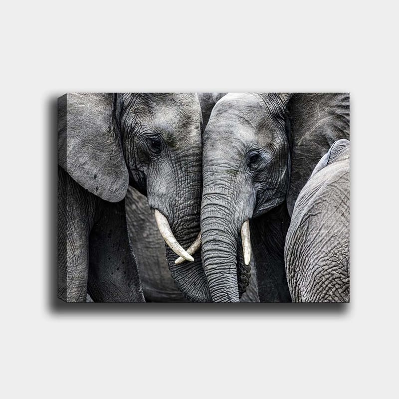Lærred 70x100 cm - Nærbillede af elefanter, der viser deres ansigter og græsser i en intim forsamling, Grå / Hvid