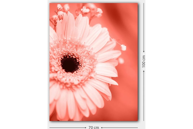 Lærred 70x100 cm - Nærbillede af en lyserød blomst med en mørk midte - Lyserød / Sort - Boligtilbehør - Billeder & kunst - Billeder på lærred