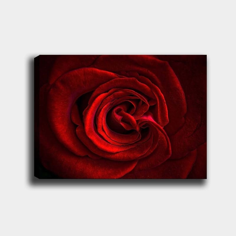 Lærred 70x100 cm - Nærbillede af en smuk rød rose med detaljerede kronblade, Rød / Mørkerød