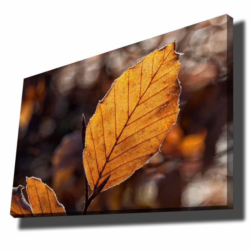 Lærred 70x100 cm - Nærbillede af et gyldent efterårsblad med detaljerede årer, Gyldenorange / Brun