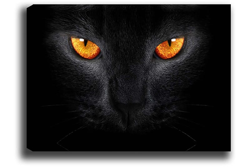 Lærred 70x100 cm - Nærbillede af et sort kattehoved med intense øjne - Sort / Orange - Boligtilbehør - Billeder & kunst - Billeder på lærred