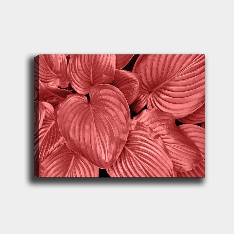 Lærred 70x100 cm - Nærbillede af smukke, røde blade med klare årer, Rød / Sort