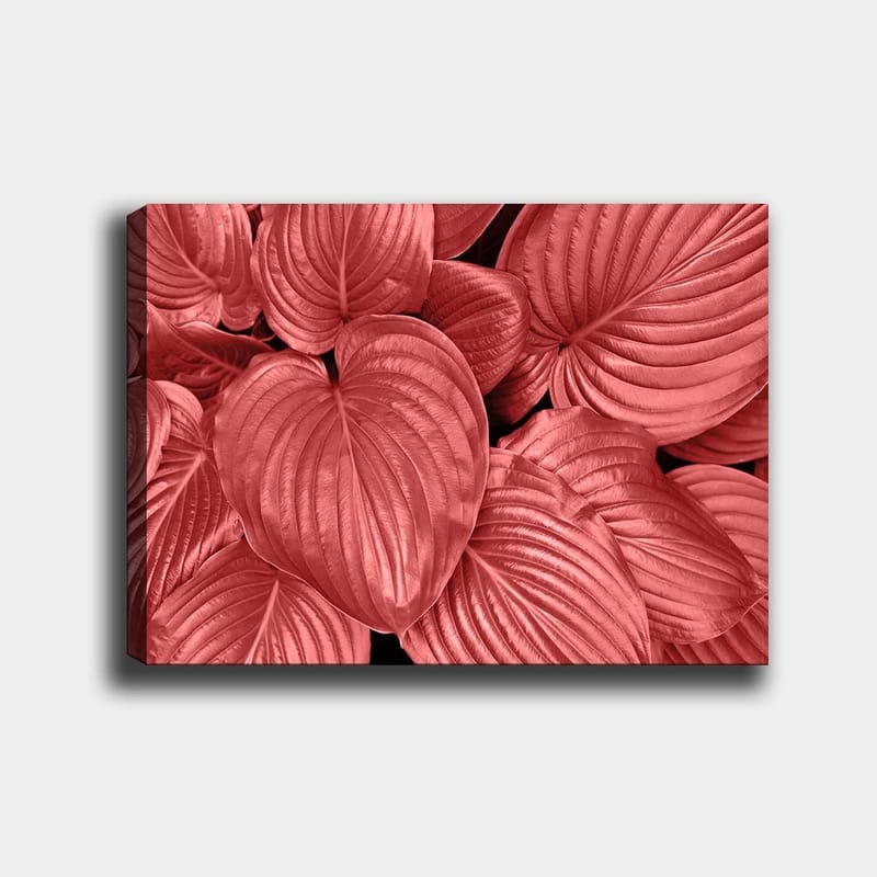 Lærred 70x100 cm - Nærbillede af smukke, røde blade med klare årer, Rød / Sort