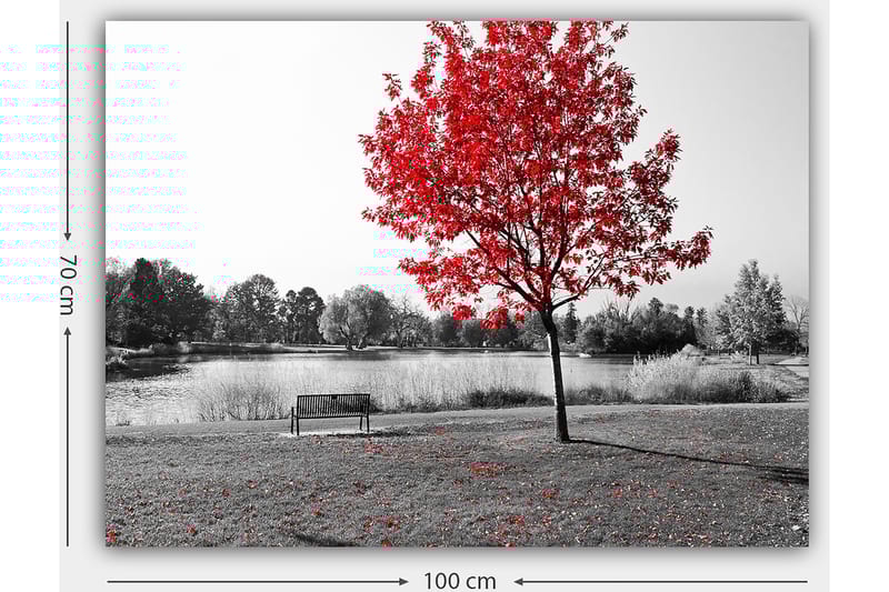 Lærred 70x100 cm - Rødt løvfældende træ i et sort-hvidt parkmiljø ved en sø - Rød / Sort / Grå - Boligtilbehør - Billeder & kunst - Billeder på lærred