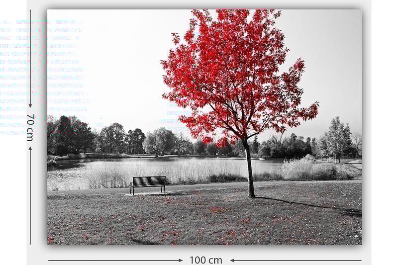 Lærred 70x100 cm - Rødt løvfældende træ i et sort-hvidt parkmiljø ved en sø - Rød / Sort / Grå - Boligtilbehør - Billeder & kunst - Billeder på lærred
