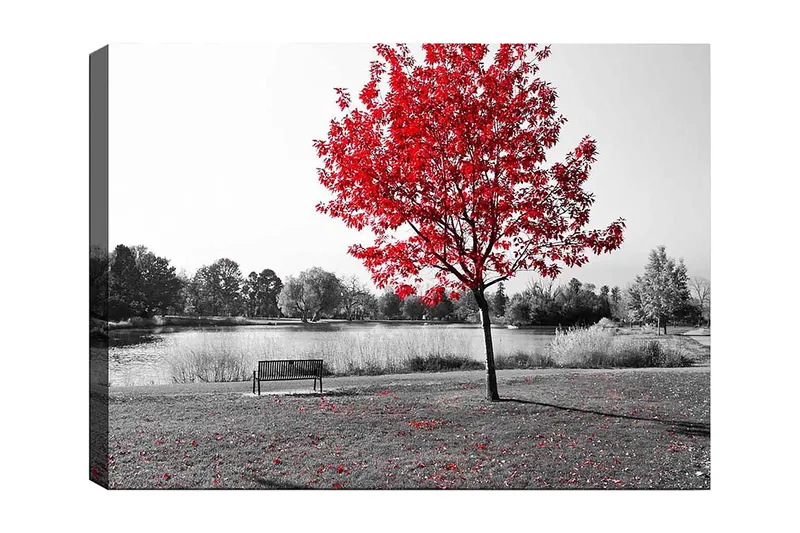 Lærred 70x100 cm - Rødt løvfældende træ i et sort-hvidt parkmiljø ved en sø, Rød / Sort / Grå