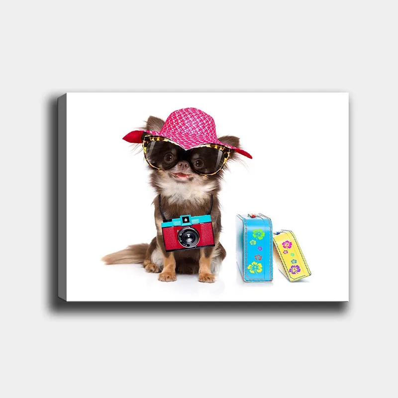 Lærred 70x100 cm - Sød chihuahua med solhat og solbriller og et kamera hængende om halsen, Lyserød / Blå / Rød