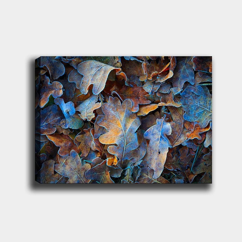Lærred 70x100 cm - Samling af farverige egetræsblade i forskellige nuancer, der skaber en harmonisk og naturlig komposition, Blå / Orange / Brun