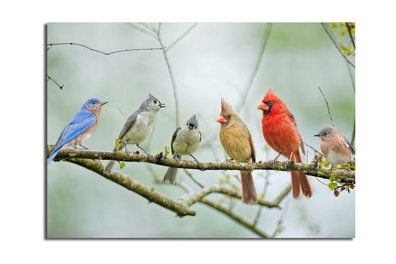 Lærred 70x100 cm - Samling af farverige fugle siddende på en gren, Blå / Rød / Grå