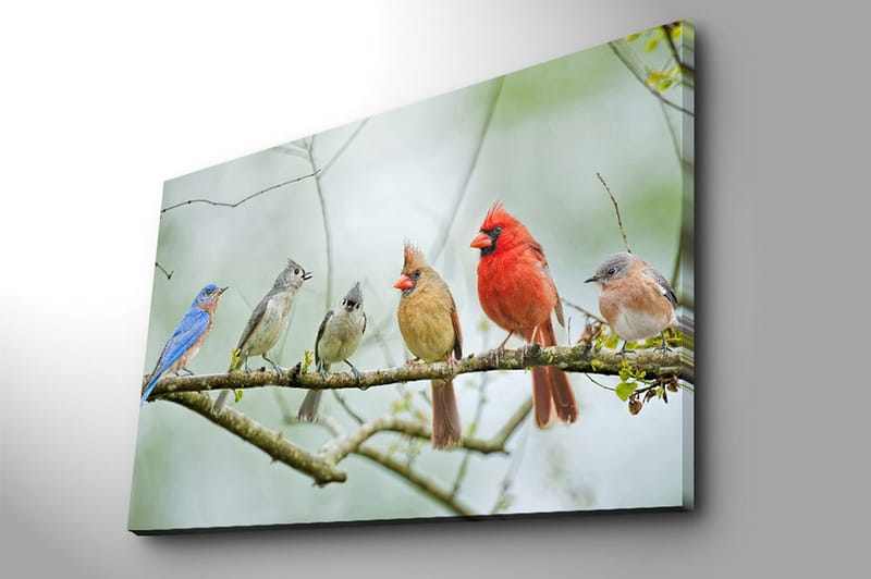 Lærred 70x100 cm - Samling af farverige fugle siddende på en gren - Blå / Rød / Grå - Boligtilbehør - Billeder & kunst - Billeder på lærred