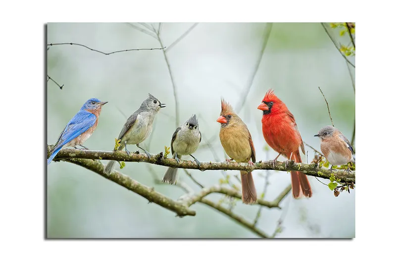 Lærred 70x100 cm - Samling af farverige fugle siddende på en gren, Blå / Rød / Grå