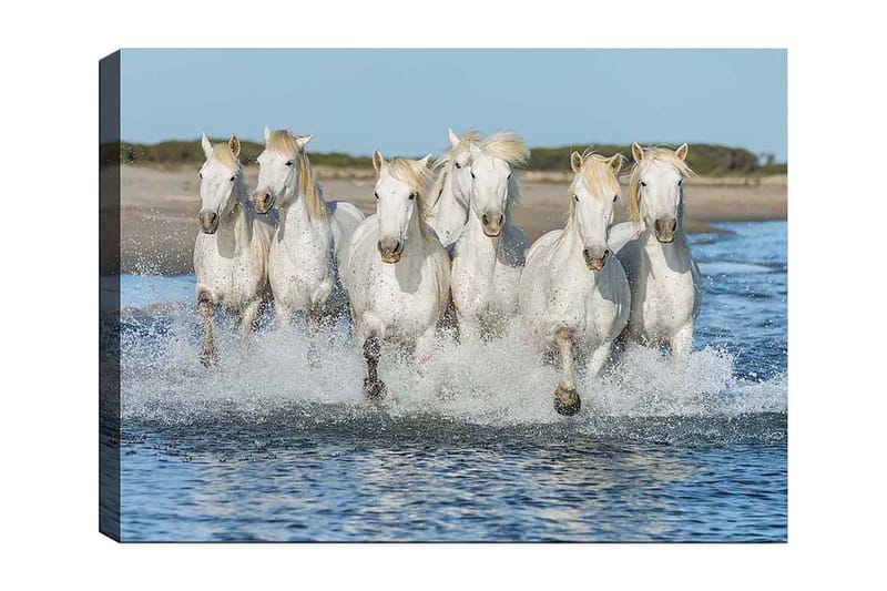 Lærred 70x100 cm - Seks hvide heste galoperer gennem vandet, Hvid / Lys blond