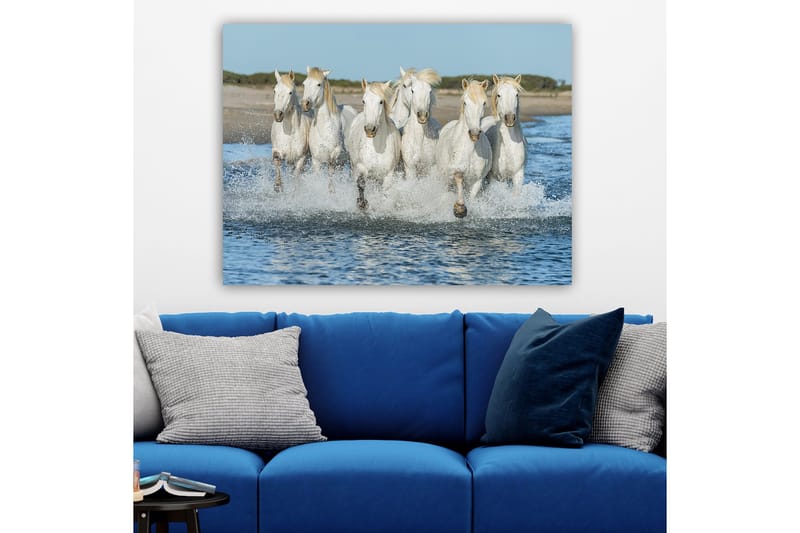 Lærred 70x100 cm - Seks hvide heste galoperer gennem vandet - Hvid / Lys blond - Boligtilbehør - Billeder & kunst - Billeder på lærred