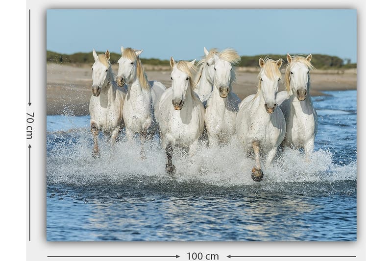 Lærred 70x100 cm - Seks hvide heste galoperer gennem vandet - Hvid / Lys blond - Boligtilbehør - Billeder & kunst - Billeder på lærred