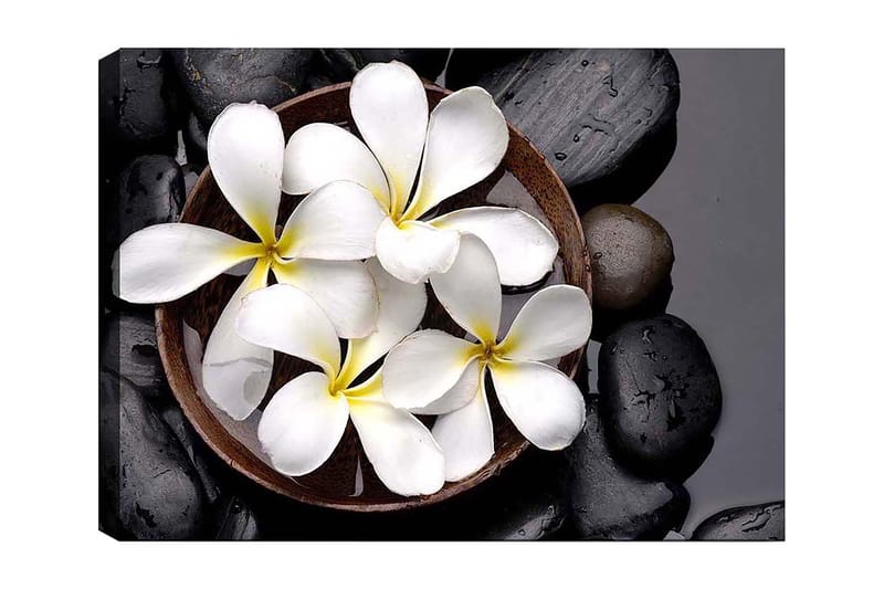 Lærred 70x100 cm - Skål med hvide blomster og sorte sten, Hvid / Sort / Gul