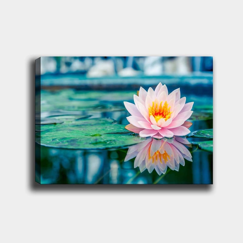 Lærred 70x100 cm - Smuk åkande der flyder på en rolig sø med grønne åkandeblade - Lyserød / Grøn / Gul - Boligtilbehør - Billeder & kunst - Billeder på lærred