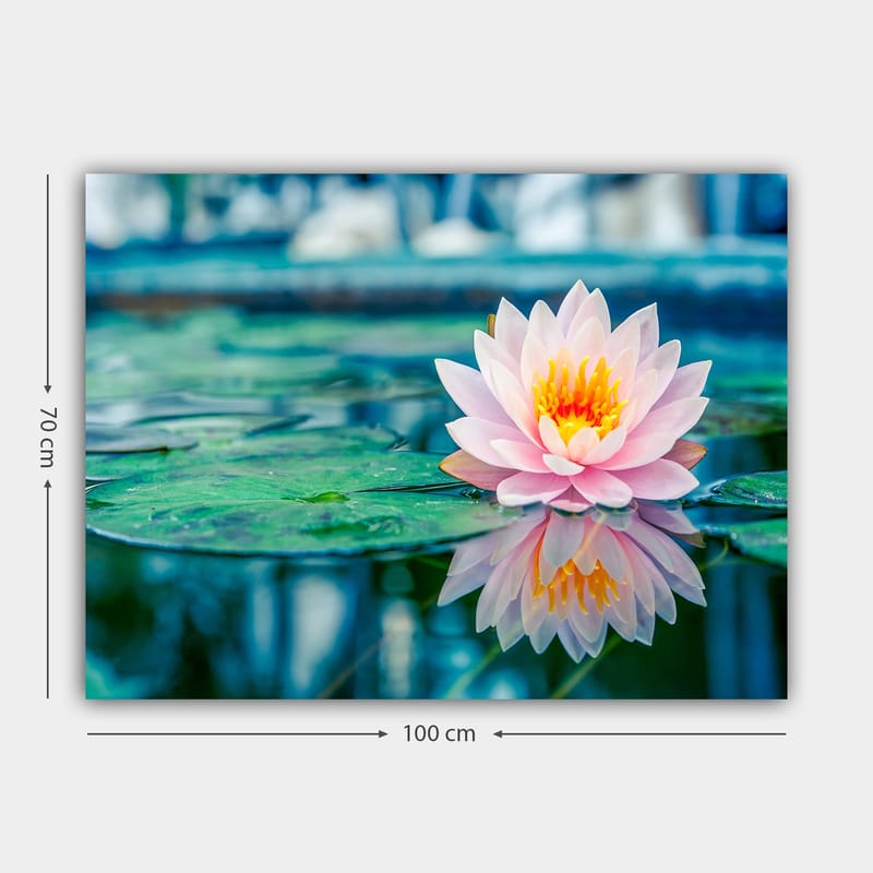 Lærred 70x100 cm - Smuk åkande der flyder på en rolig sø med grønne åkandeblade - Lyserød / Grøn / Gul - Boligtilbehør - Billeder & kunst - Billeder på lærred