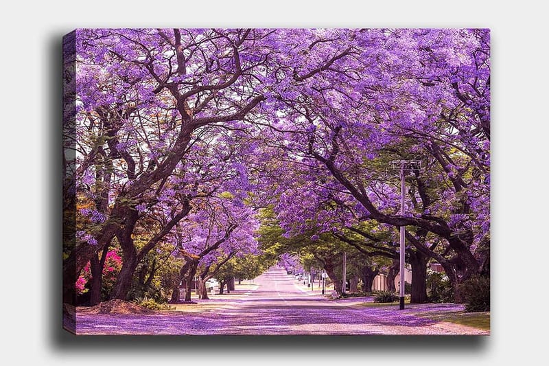 Lærred 70x100 cm - Smuk allé med lilla blomstrende træer, der skaber en drømmeagtig atmosfære, Lilla / Grøn