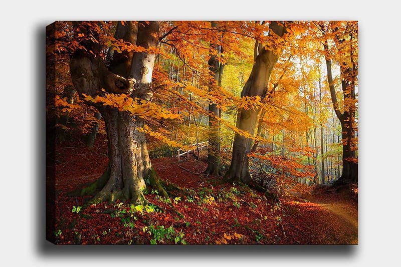 Lærred 70x100 cm - Smuk efterårsskov med farverige træer og nedfaldne blade - Orange / Rød / Brun - Boligtilbehør - Billeder & kunst - Billeder på lærred