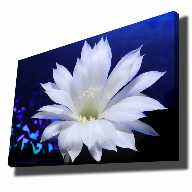 Lærred 70x100 cm - Smuk hvid kaktusblomst i fokus mod en dybblå baggrund, Hvid / Blå