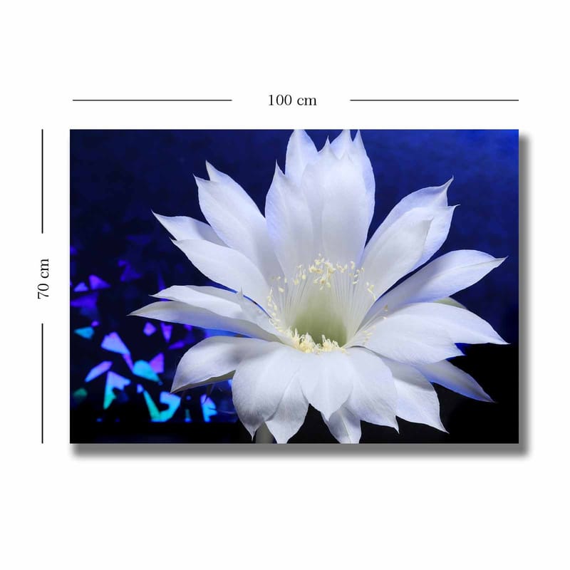 Lærred 70x100 cm - Smuk hvid kaktusblomst i fokus mod en dybblå baggrund - Hvid / Blå - Boligtilbehør - Billeder & kunst - Billeder på lærred