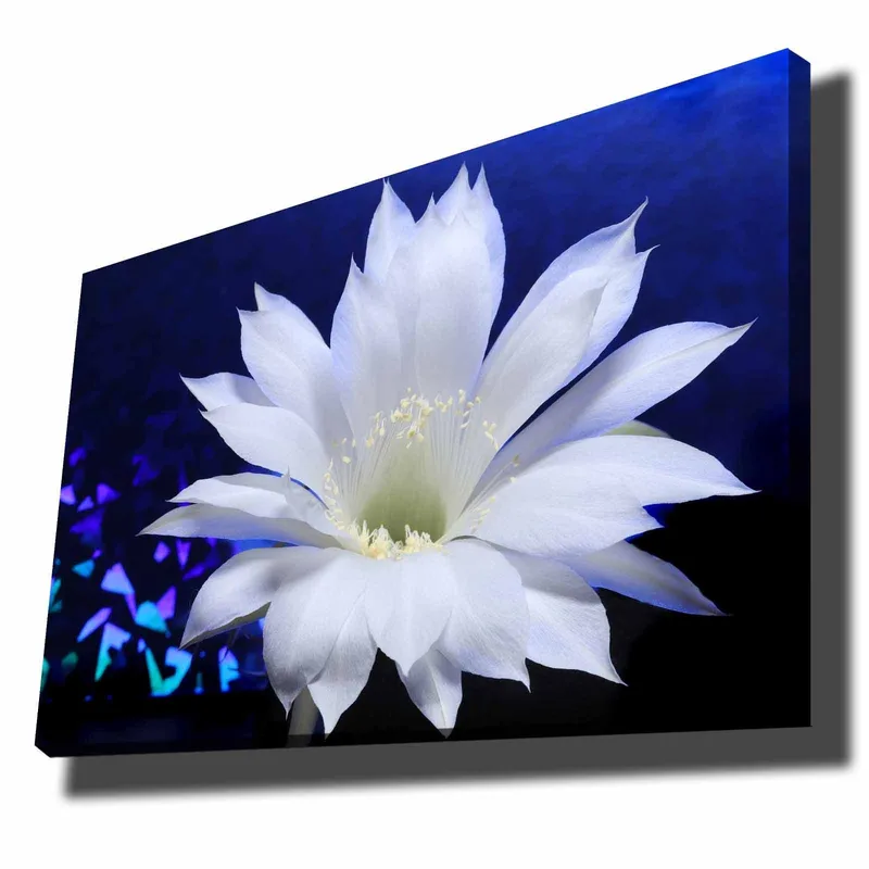 Lærred 70x100 cm - Smuk hvid kaktusblomst i fokus mod en dybblå baggrund, Hvid / Blå