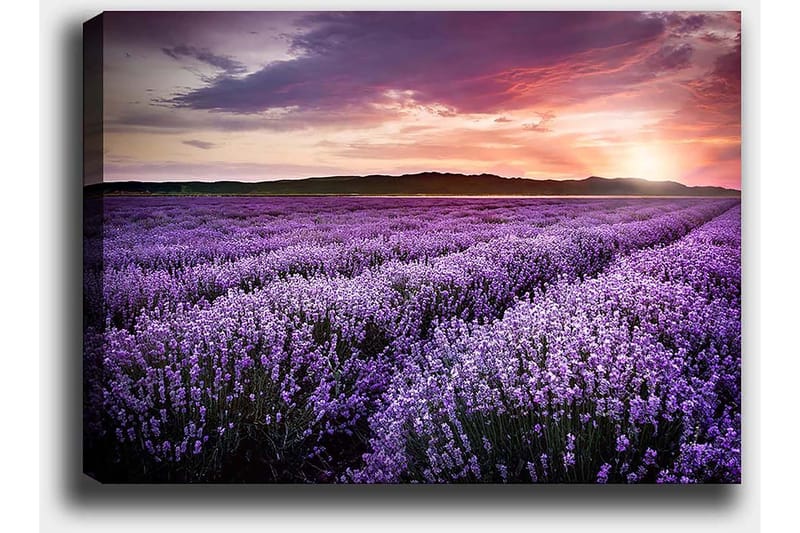 Lærred 70x100 cm - Smuk lavendelmark under en farverig solnedgang - Lilla / Mørkegrøn / Orange - Boligtilbehør - Billeder & kunst - Billeder på lærred