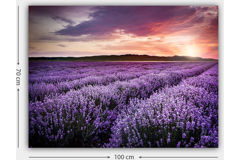 Lærred 70x100 cm - Smuk lavendelmark under en farverig solnedgang - Lilla / Mørkegrøn / Orange - Boligtilbehør - Billeder & kunst - Billeder på lærred